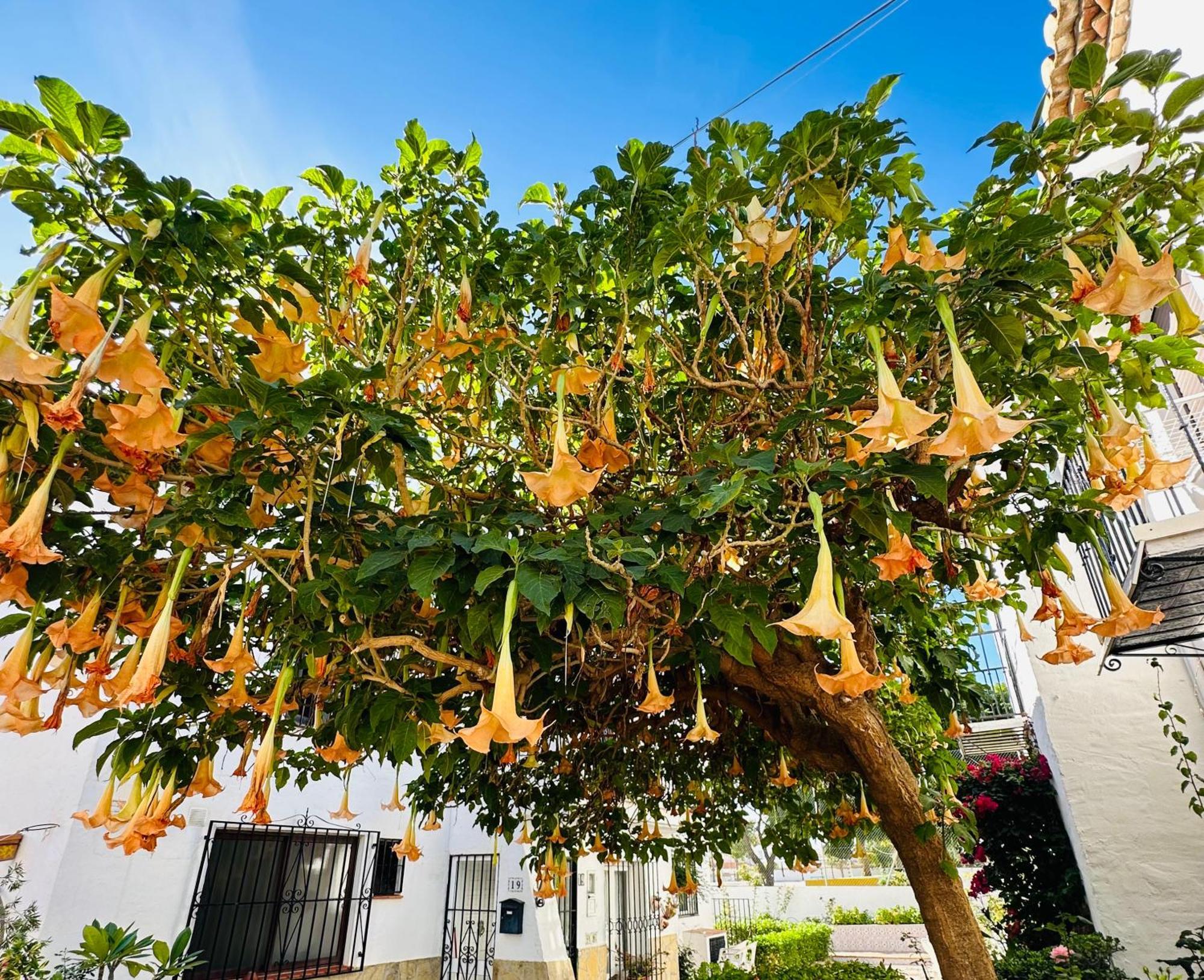 Right By The Pool Area In Capistrano Village! نيرخا المظهر الخارجي الصورة